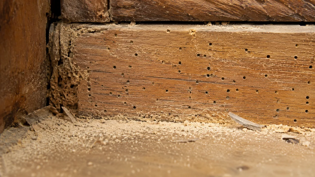 Petits trous et poussière de bois caractéristiques d’une attaque de vrillettes